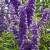 Vitex Agnus-Castus